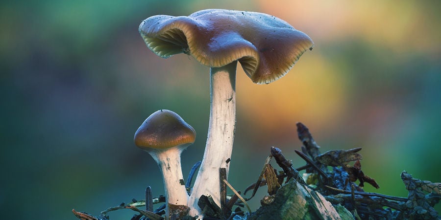 Psilocybe Cyanescens