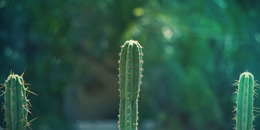 Environmental Factors San Pedro Cactus