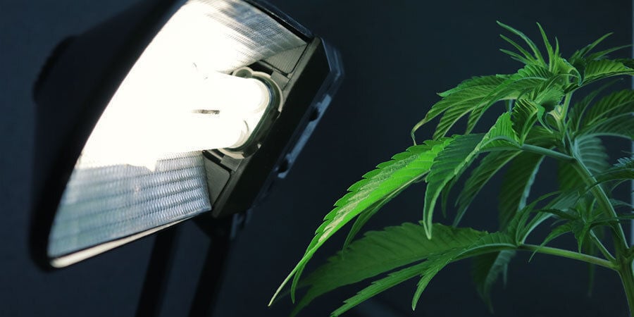 Problems During Cannabis Flowering: Incorrect Lighting Setup