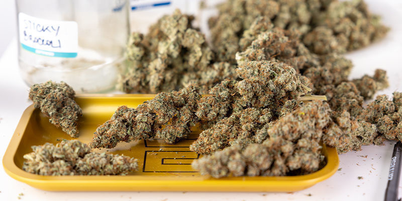 The autoflower advantage: Yields, quality, and simplicity