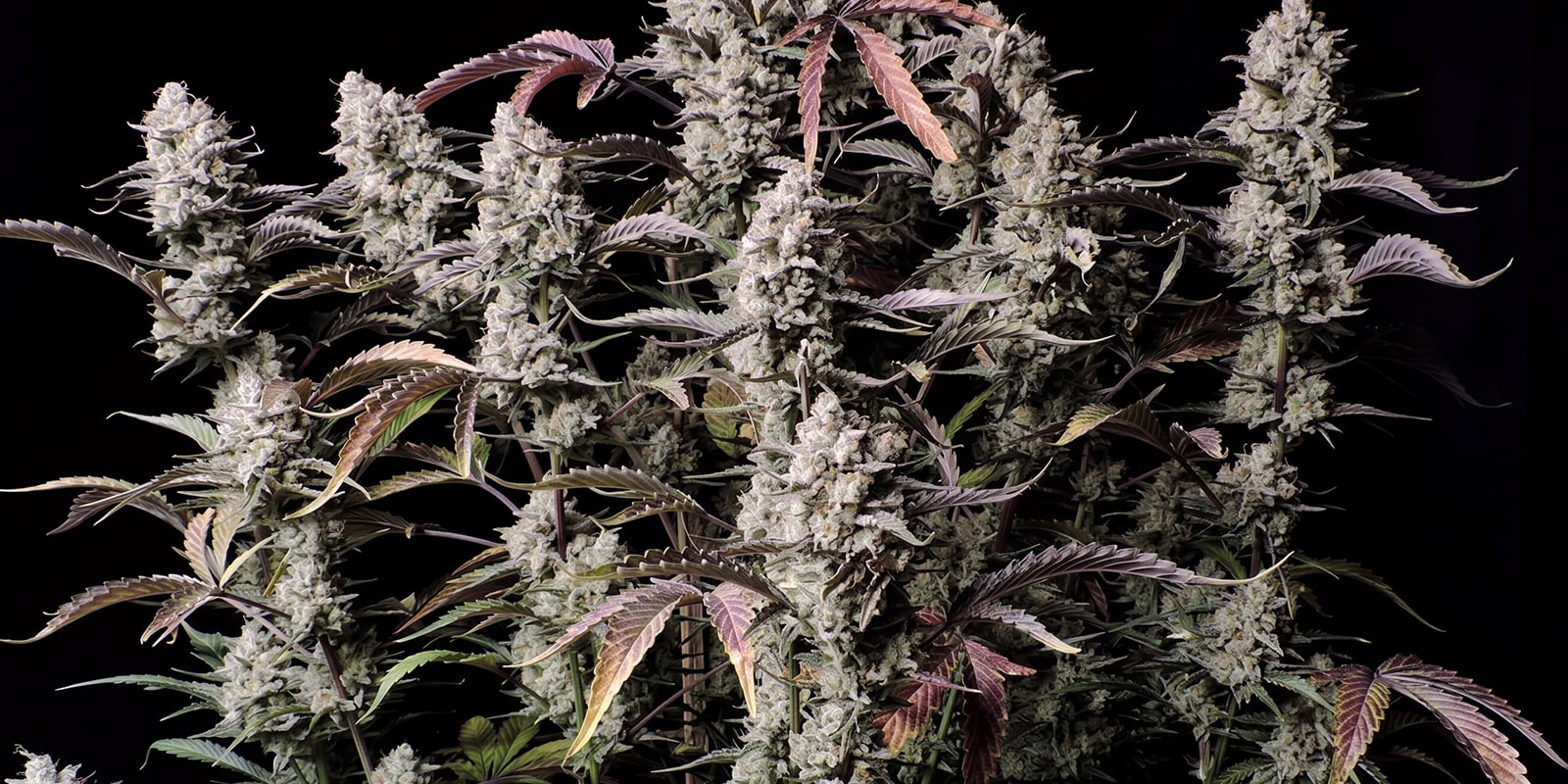 Auto Zkittlez (Advanced Seeds) Auto Zkittlez (Advanced Seeds)