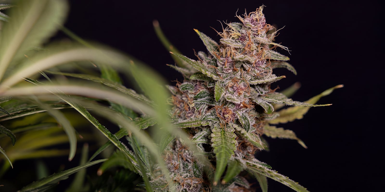 Black Orchid Automatic (Zamnesia Seeds) Black Orchid Automatic (Zamnesia Seeds)