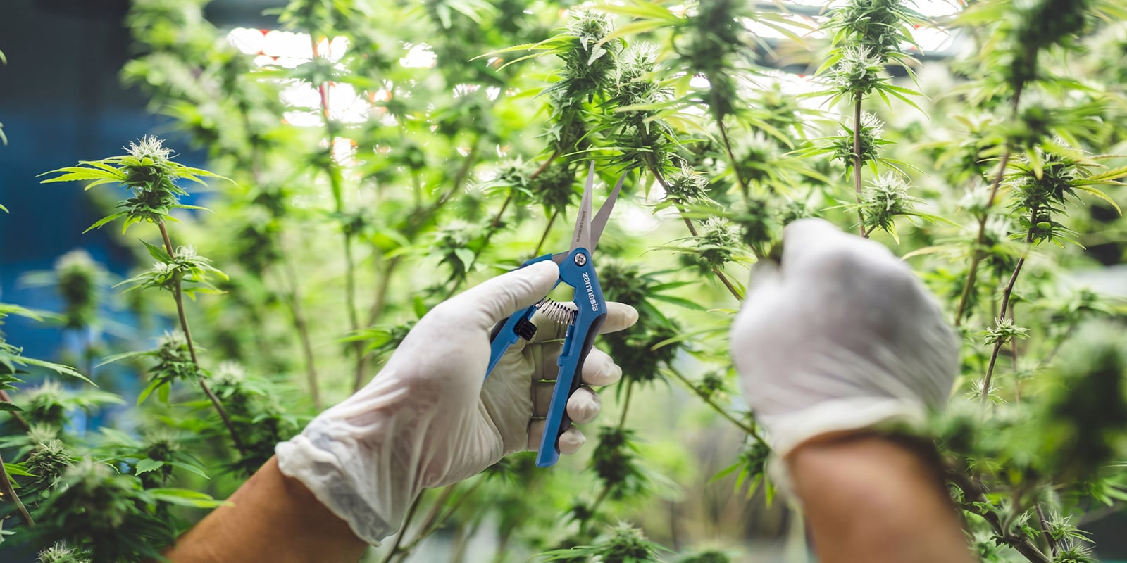 Final thoughts on high yield autoflower Final thoughts on high yield autoflower