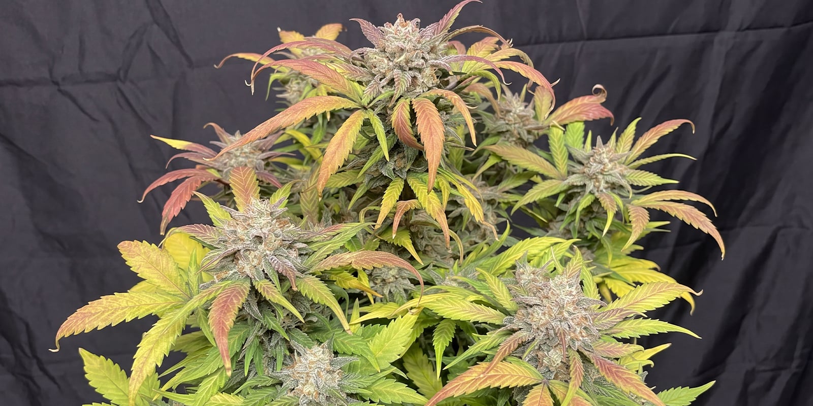 Forbidden Runtz XL Auto (Growers Choice) Forbidden Runtz XL Auto (Growers Choice)