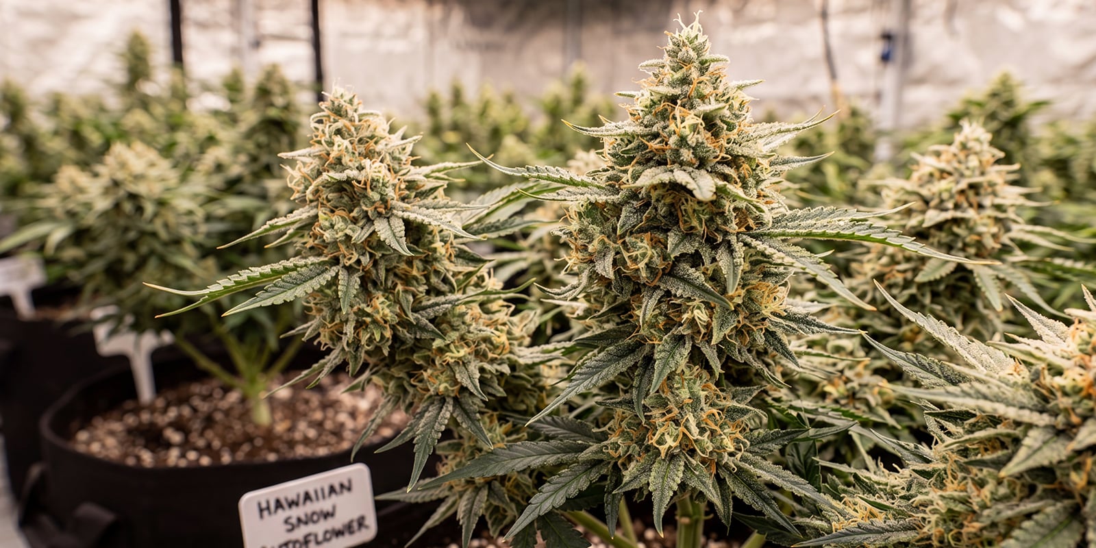 Hawaiian Snow Autoflower (Zamnesia Seeds) Hawaiian Snow Autoflower (Zamnesia Seeds)