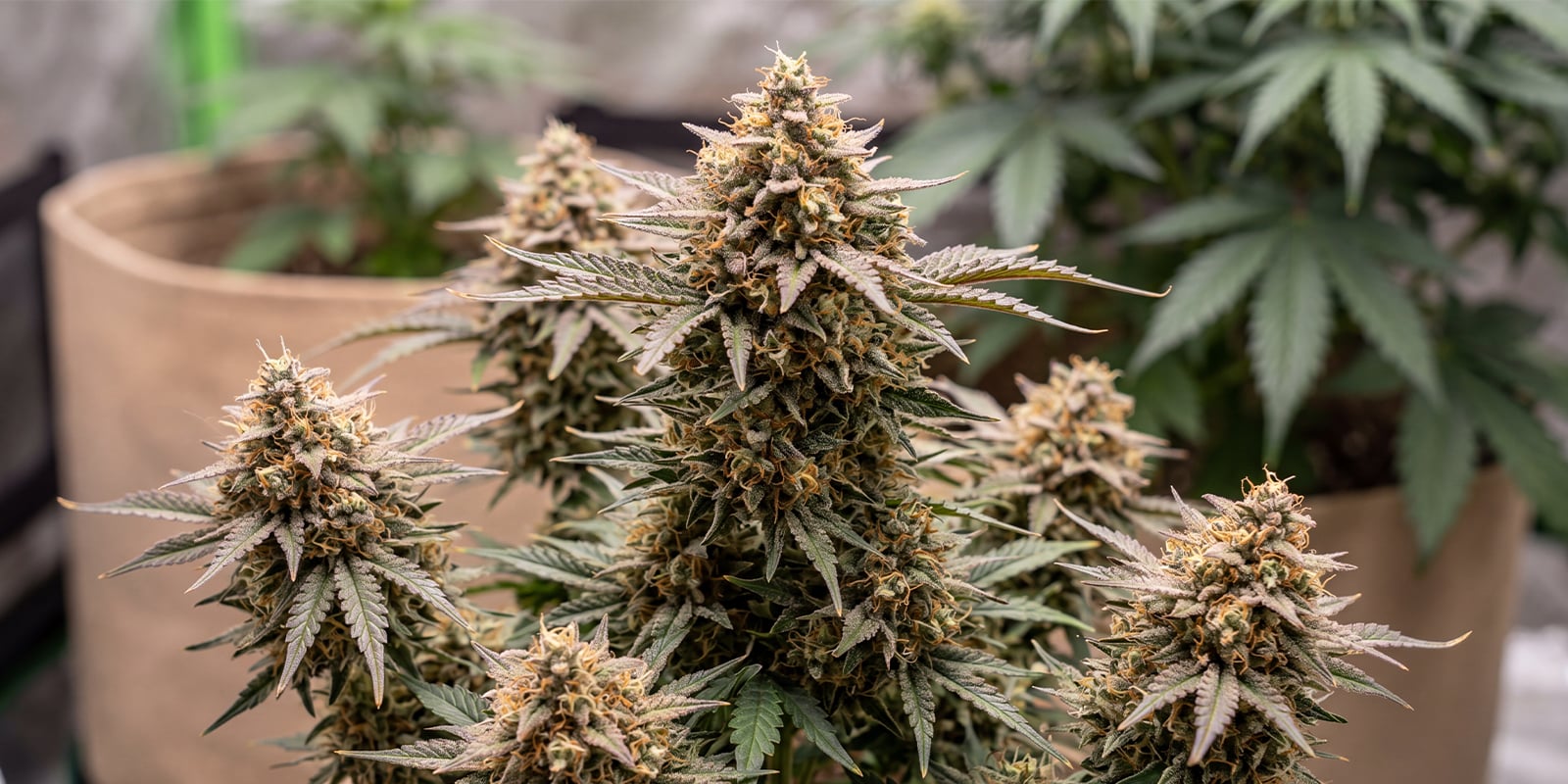 Watermelon Zkittlez Auto (Barney's Farm) Watermelon Zkittlez Auto (Barney's Farm)