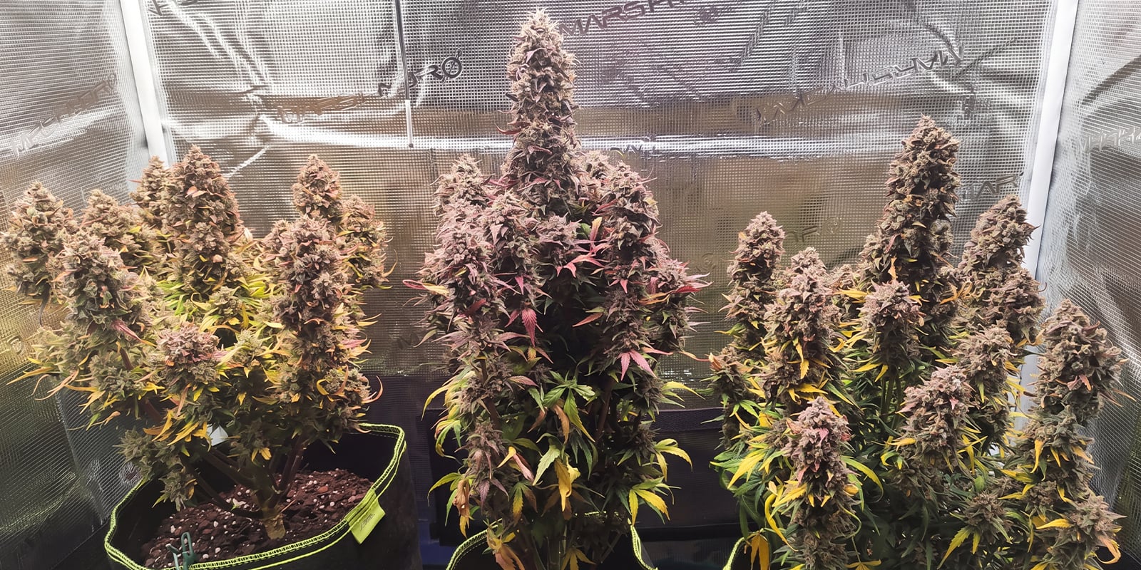 North Thunderfuck Automatic (Royal Queen Seeds) North Thunderfuck Automatic (Royal Queen Seeds)