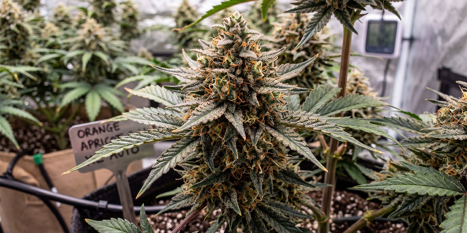 Shortcut Autoflower (Happy Valley Genetics) Shortcut Autoflower (Happy Valley Genetics)