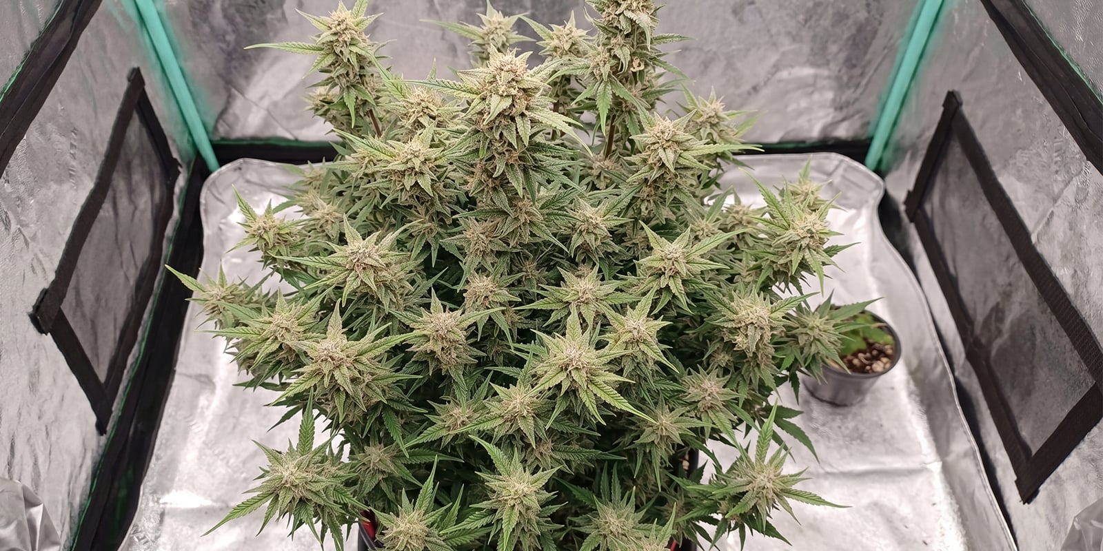 Strawberry Gorilla Auto (FastBuds) Strawberry Gorilla Auto (FastBuds)