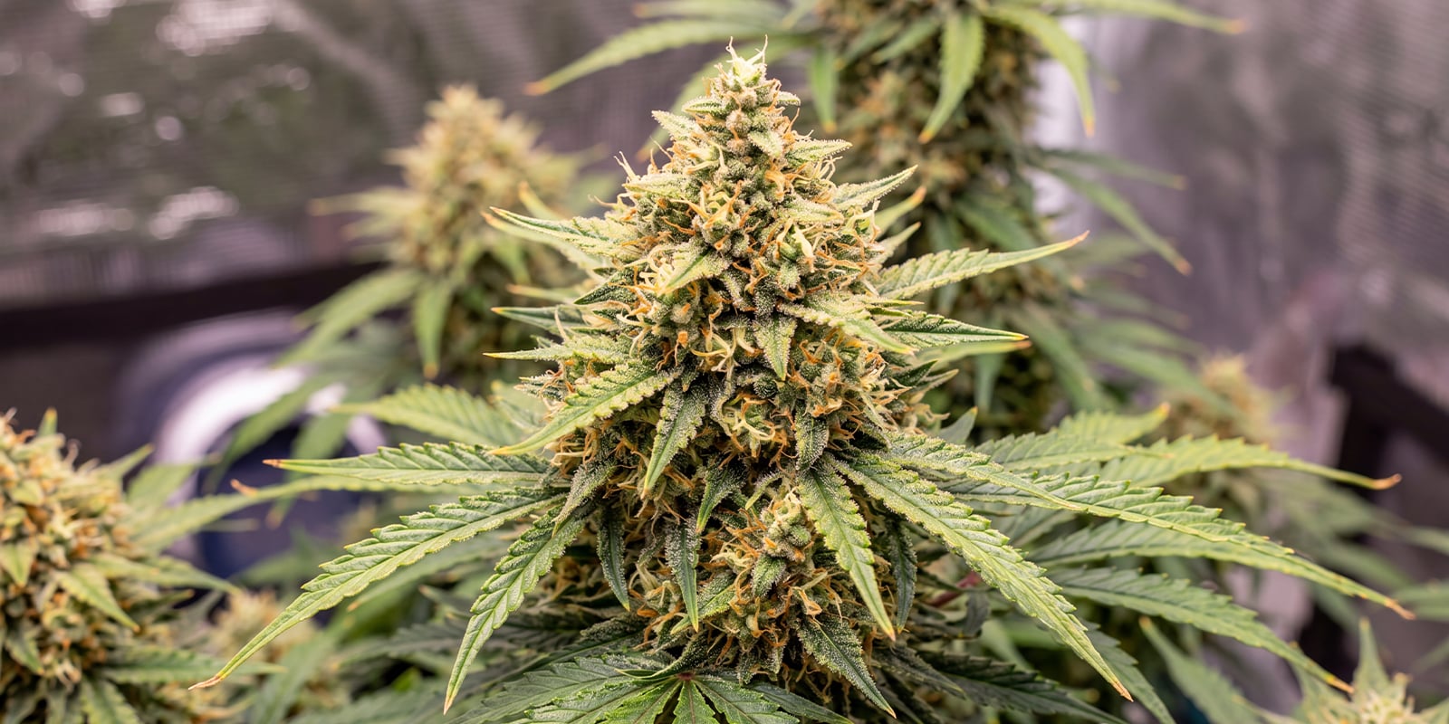 Trainwreck Automatic (Zamnesia Seeds) Trainwreck Automatic (Zamnesia Seeds)