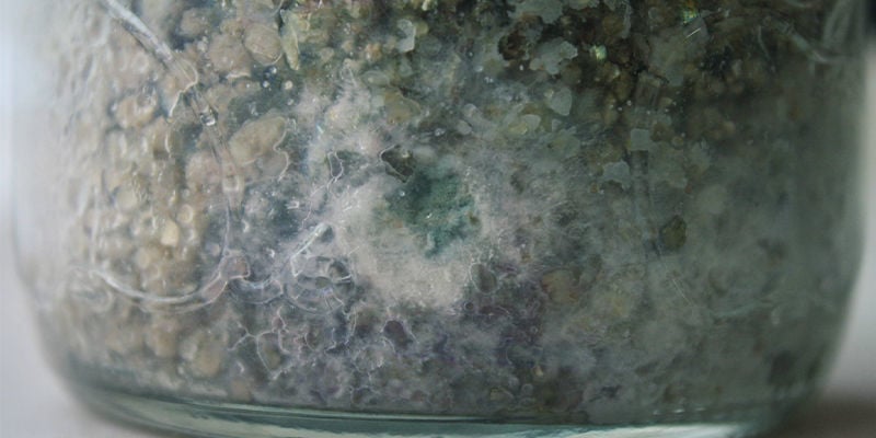 How To Tell Mycelium Apart From Mould