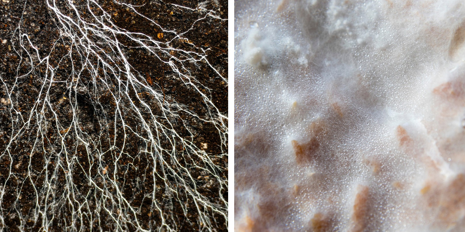 How does mycelium grow?