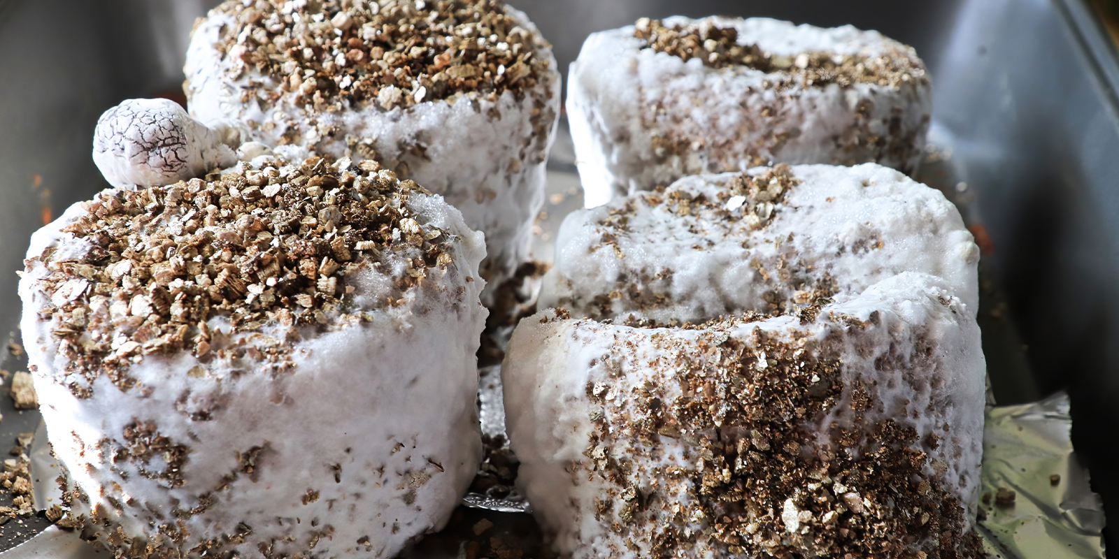 Is mycelium safe? Can it be consumed?