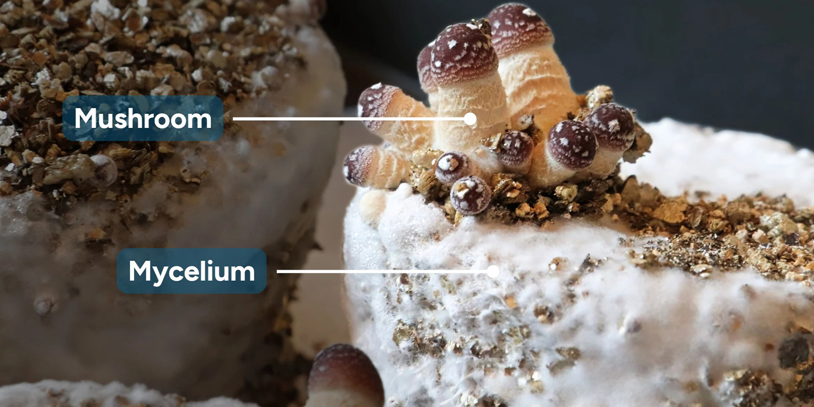 Mycelium vs mushroom: What's the difference?