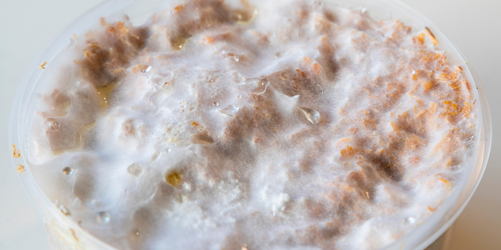 The basics: What exactly is mycelium?