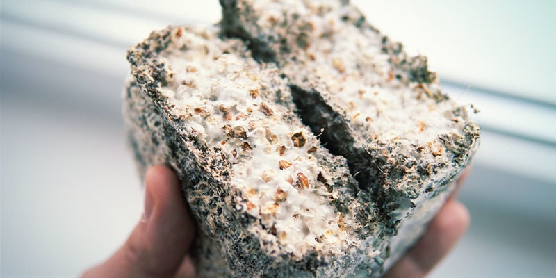 What Is Mycelium?