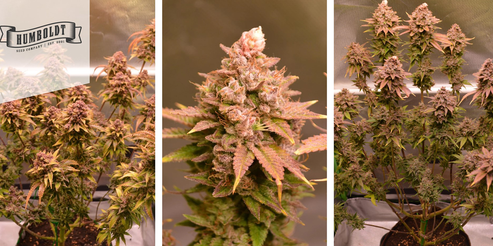 Apple Blossom: Humboldt Seed Company