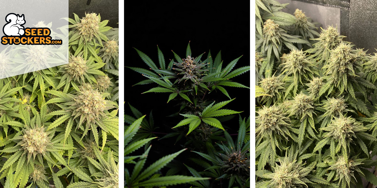 BCN Critical XXL: Seedstockers