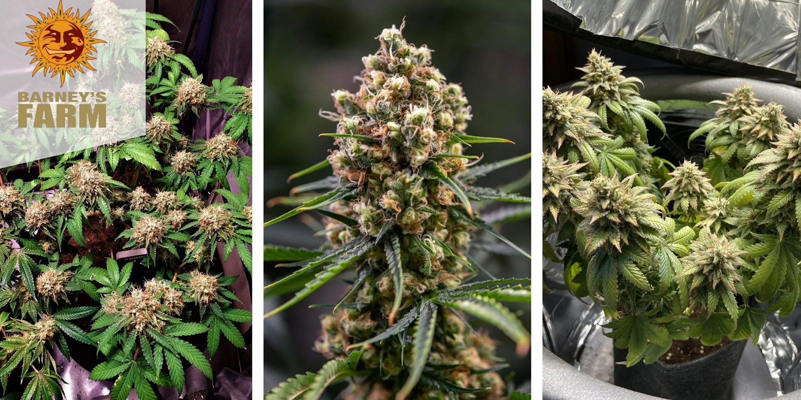 Critical Kush: Barney's Farm