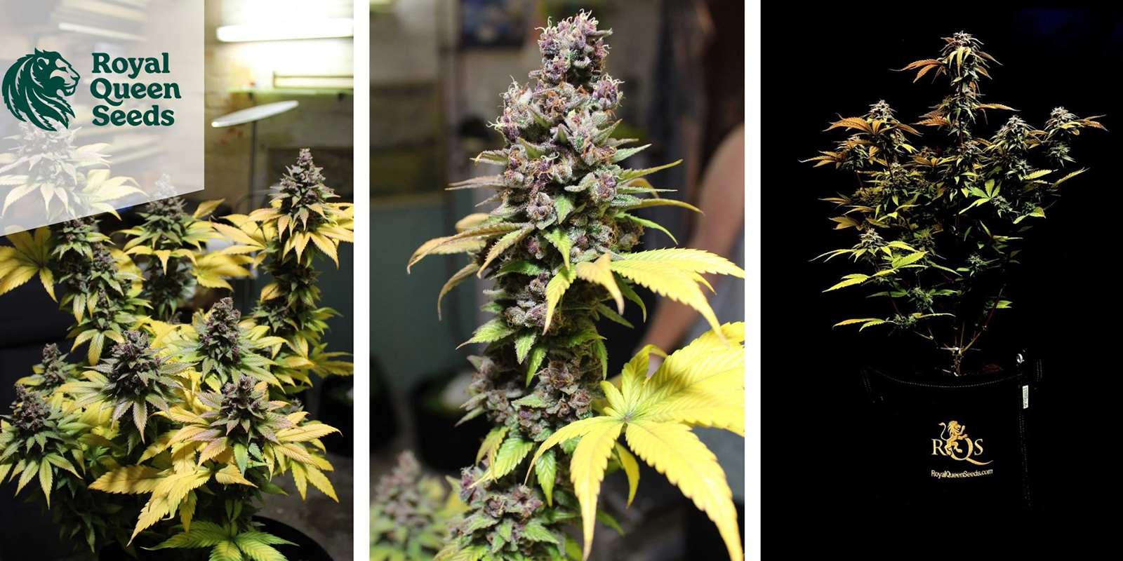 Pineapple Kush: Royal Queen Seeds