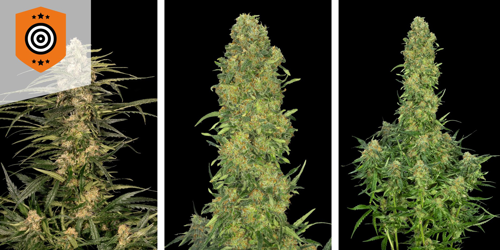 Pure Skunk Go Fast: Kannabia