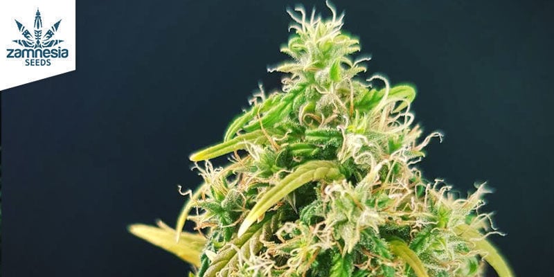 CBD Fix (Zamnesia Seeds)