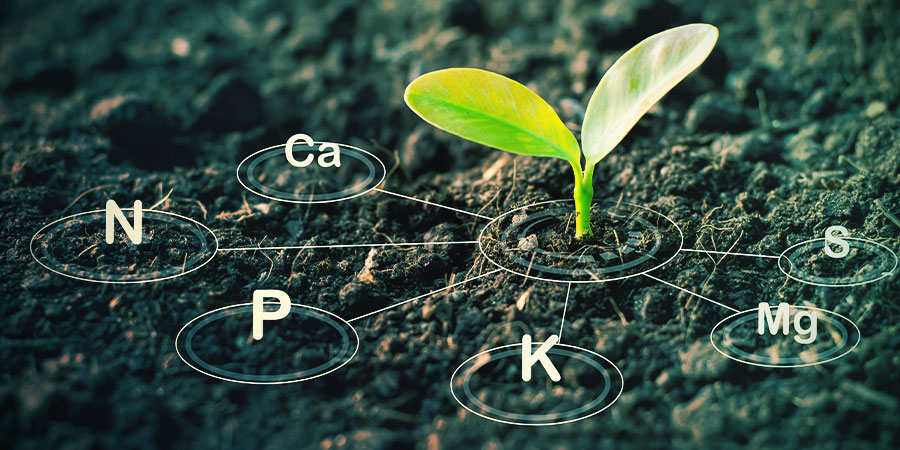 Cannabis Nutrients