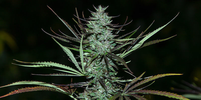 Love Peace By VIP Seeds: A Cheesy Delight