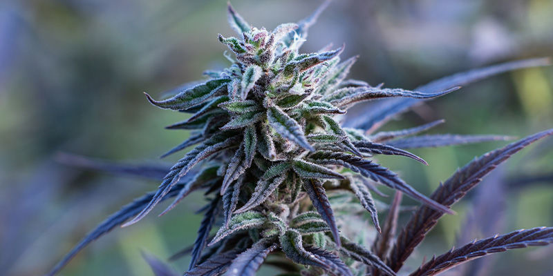 Passion Fruitz by Zamnesia Seeds: A Tropical Love Affair