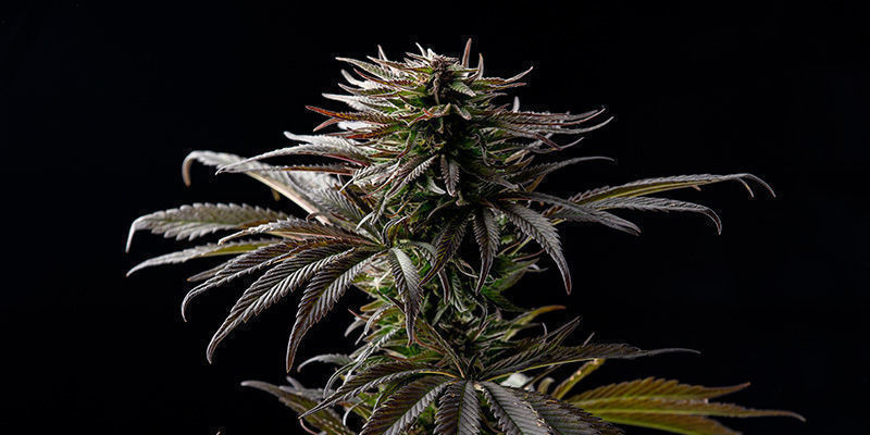 Sugar Black Rose by Delicious Seeds: Say it with flowers!