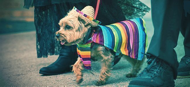 Dress Your Pets Up In Costumes