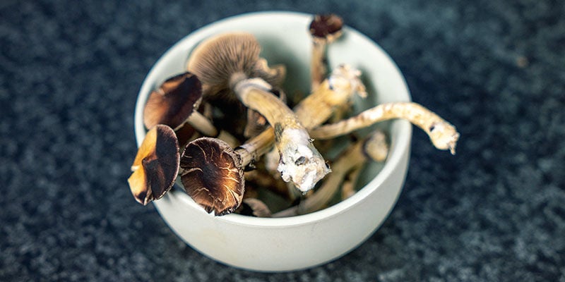 Fresh Magic Mushrooms
