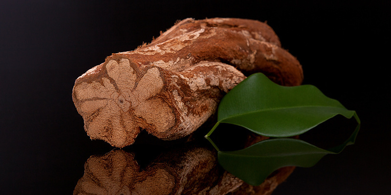 What is ayahuasca?