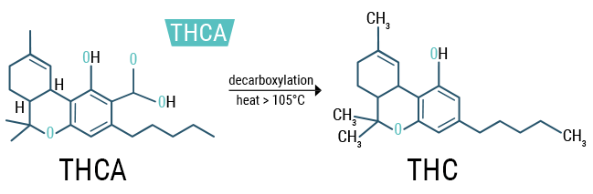 Decarboxylation And Why Eating Fresh Leaves Won't Get You High