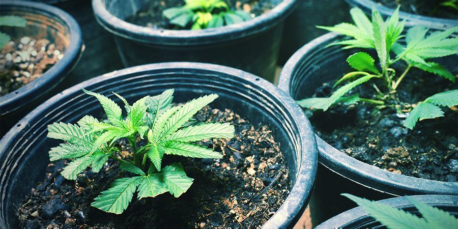 Taking Clones/Planting Seeds - Perpetual Cannabis Harvest