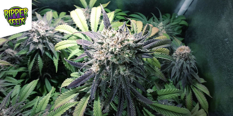 ZOMBIE KUSH (RIPPER SEEDS): THE WALKING DANK