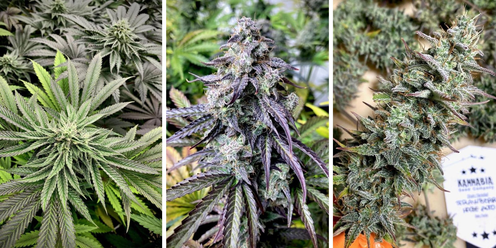 Strawberry Haze Auto