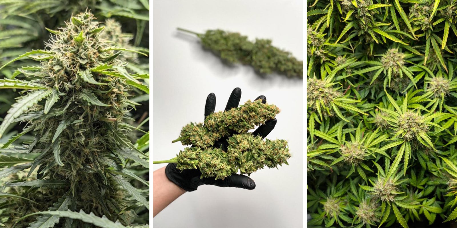 Amnesia Dream XL Auto