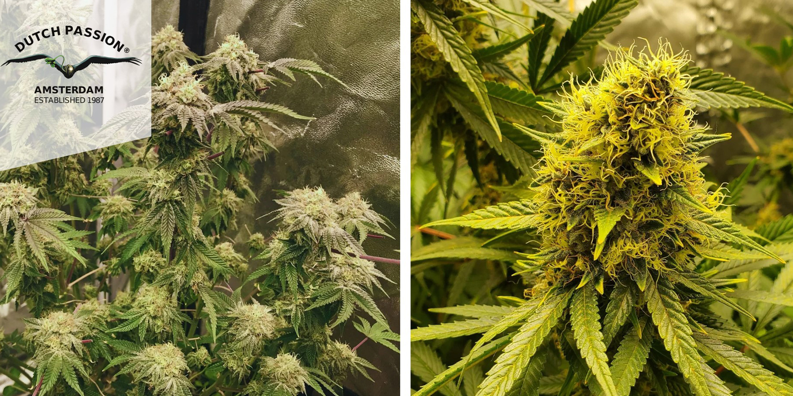 5. Frisian Dew (Dutch Passion)