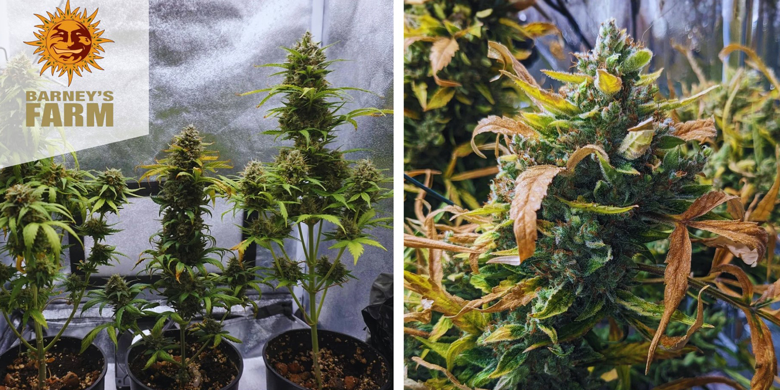 8. Moby Dick Auto (Barney's Farm)