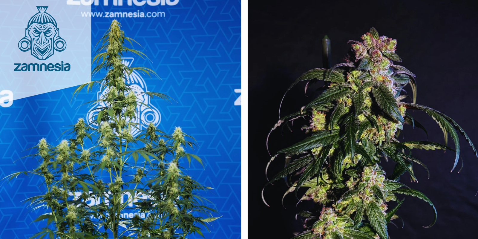 4. White Widow F1 Autoflower (Zamnesia Seeds)