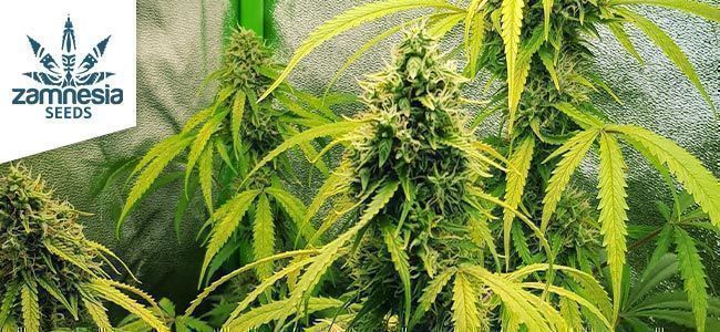 Lemon Wonder Automatic Van Zamnesia Seeds