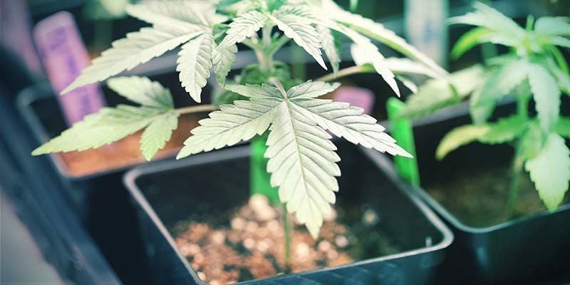 USE SMALL POTS FOR YOUR MARIJUANA PLANTS