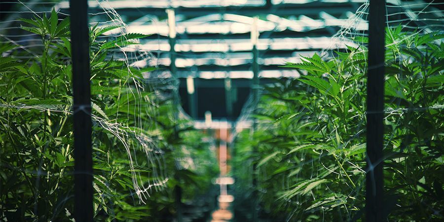 Book A Cannabis Tour