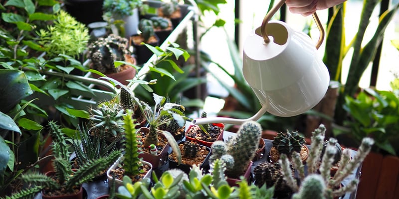 Overwatering cacti
