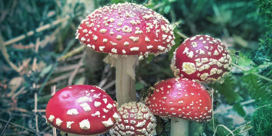 Fly Agaric