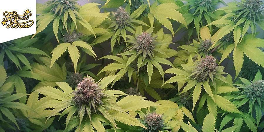 Deep Candy (Greenhouse Seeds)