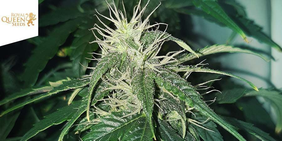 Royal CBDV Automatic (Royal Queen Seeds)