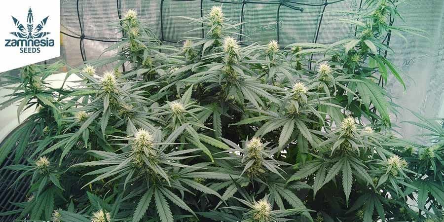 Wedding Cake (Zamnesia Seeds)