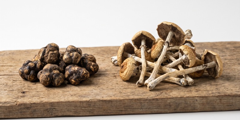 What's The Difference Between Magic Truffles And Magic Mushrooms? What's The Difference Between Magic Truffles And Magic Mushrooms?